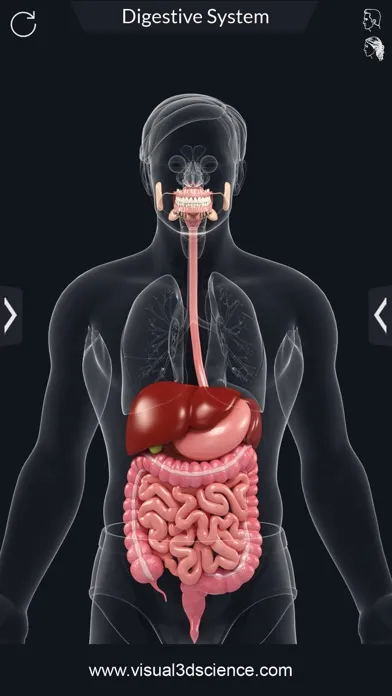 تصاویر My Digestive System Anatomy